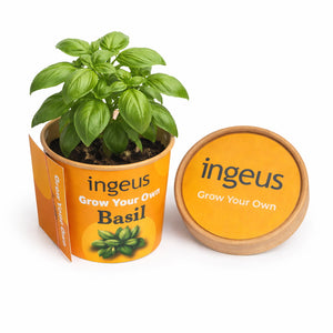 Basil Desktop Garden