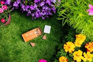 Matchbox of Tree Shaped Seed Bombs