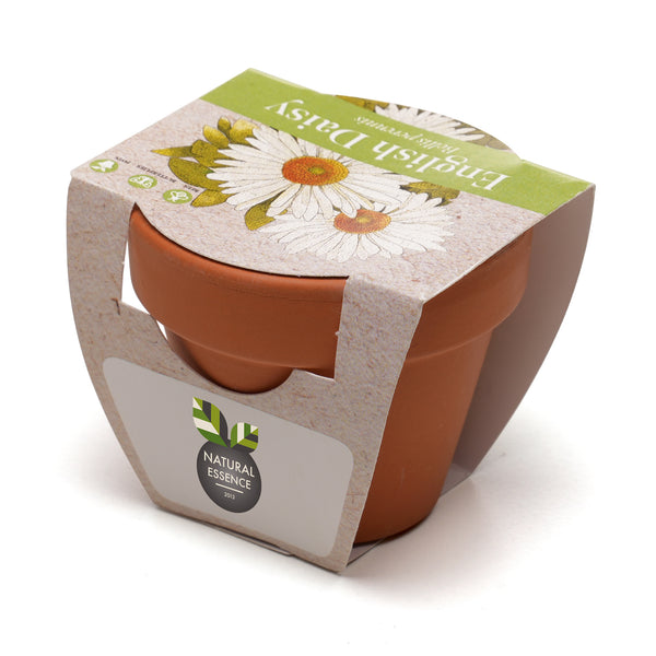 Growing Gift Daisy