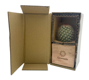 Wooden Cacti
