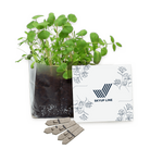 Letterbox Gardens