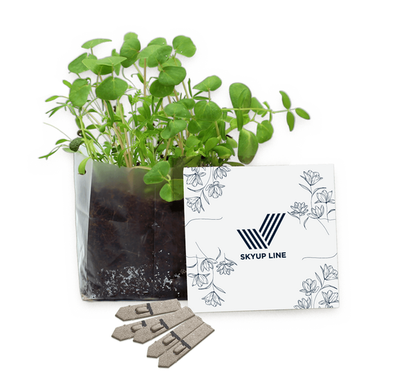 Letterbox Gardens
