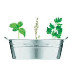 Branded Zinc tub with 3 herbs seeds
