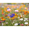 Branded A6 wildflower seed paper sheet
